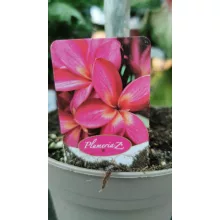 Plumeria rubra Hawaiian 1