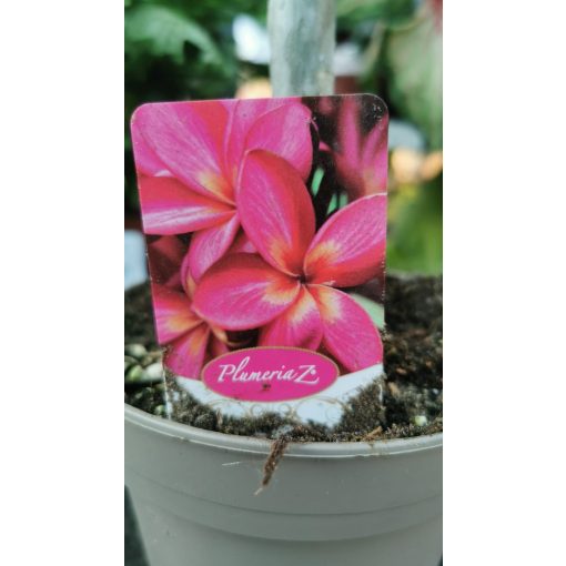 Plumeria rubra Hawaiian 1