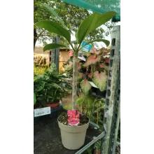Plumeria rubra Hawaiian 1