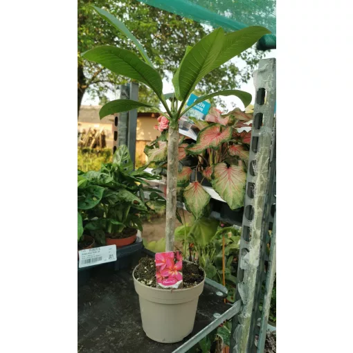 Plumeria rubra Hawaiian 1