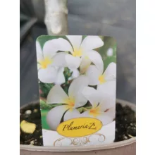 Plumeria rubra Hawaiian 2