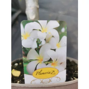 Plumeria rubra Hawaiian 2