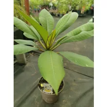 Plumeria rubra Hawaiian 2
