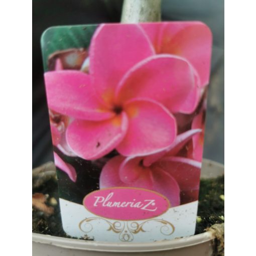 Plumeria rubra Hawaiian 3