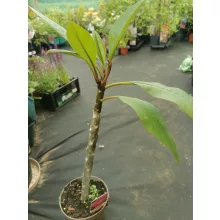 Plumeria rubra Hawaiian 3