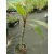 Plumeria rubra Hawaiian 3