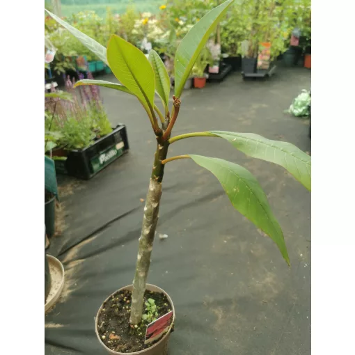 Plumeria rubra Hawaiian 3
