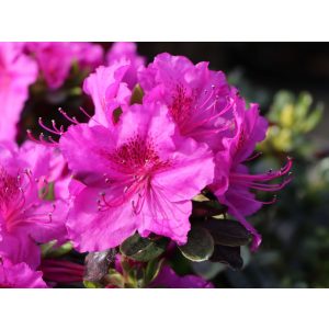 Rhododendron japonica Königstein - Japán azálea