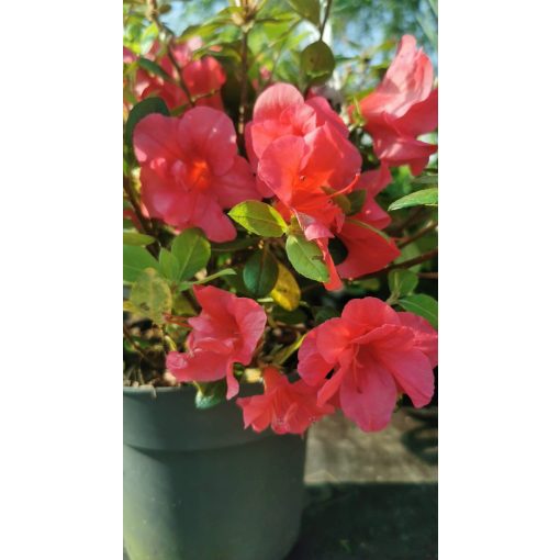 Rhododendron japonica Moederkensdag - Japán azálea