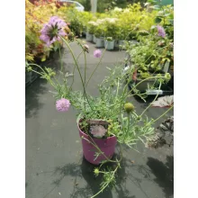 Scabiosa columbaria Pink Mist - Galambszínű ördögszem
