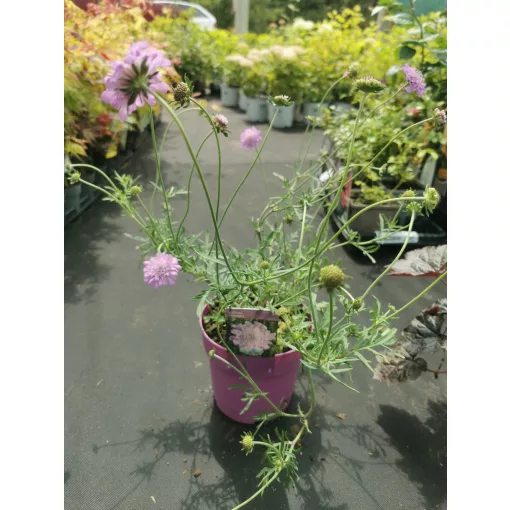Scabiosa columbaria Pink Mist - Galambszínű ördögszem