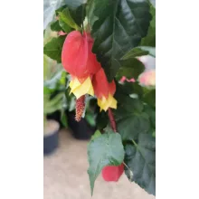 Abutilon megapotamicum Big Bell - Selyemmályva