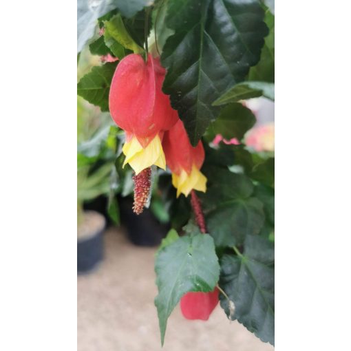 Abutilon megapotamicum Big Bell - Selyemmályva