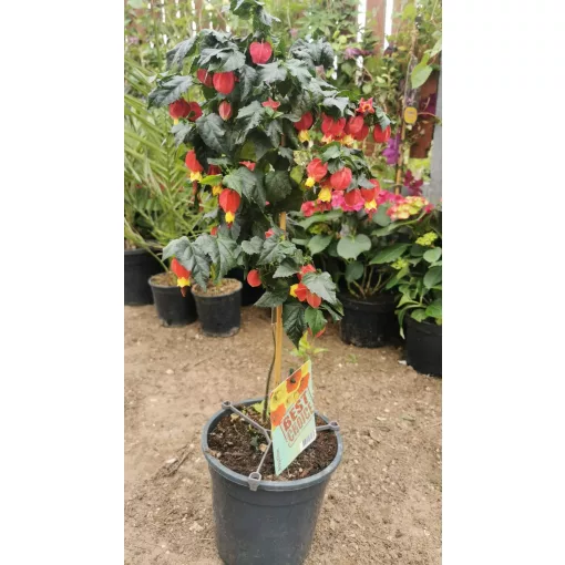 Abutilon megapotamicum Big Bell - Selyemmályva