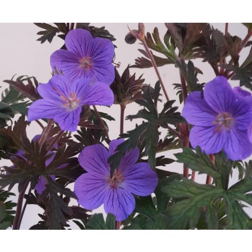 Geranium Maja - Gólyaorr