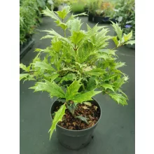 Osmanthus heterophyllus Goshiki – Tarkalevelű illatvirág
