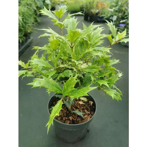 Osmanthus heterophyllus Goshiki – Tarkalevelű illatvirág