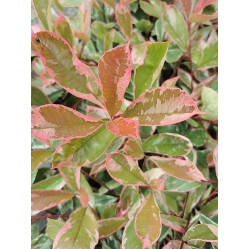 Photinia x fraseri Pink Marble - Korallberkenye