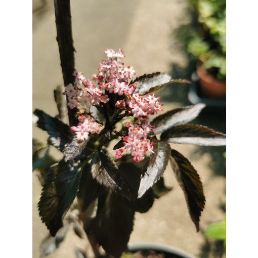Sambucus nigra Black Tower - Bordó levelű bodza