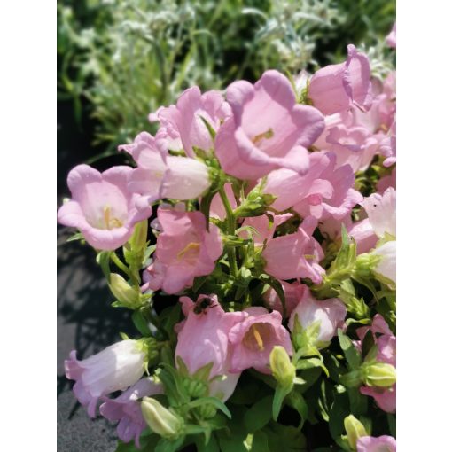 Campanula medium Pink - Bögrevirág