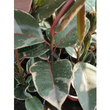 Ficus elastica 