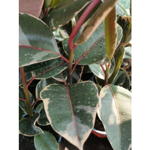 Ficus elastica 