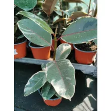 Ficus elastica 