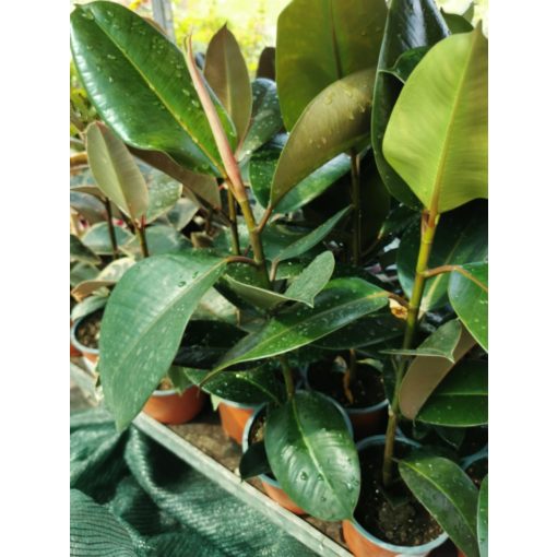 Ficus elastica - Szobafikusz