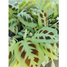 Marantha leuconeura Kerchoveana - Nyílgyökér