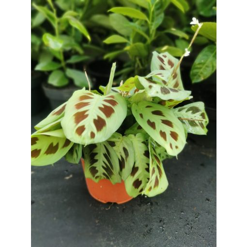 Marantha leuconeura Kerchoveana - Nyílgyökér