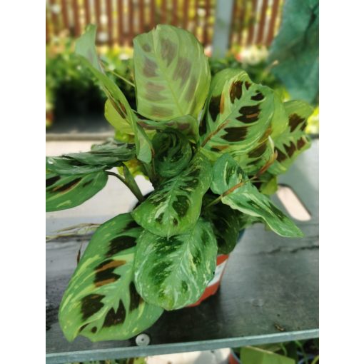 Marantha leuconeura Fiesta - Nyílgyökér