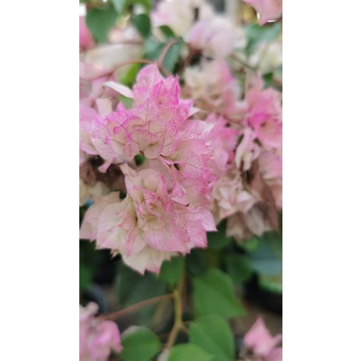 Bougainvillea - Murvafürt (teltvirágú rózsaszín-fehér)