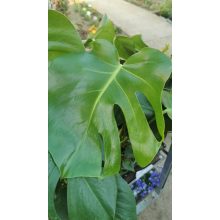 Monstera deliciosa (p15)