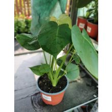 Monstera deliciosa (p15)