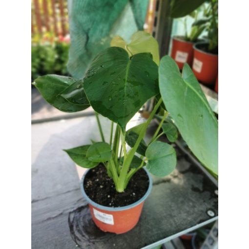 Monstera deliciosa (p15)