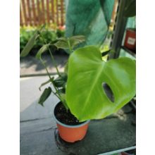 Monstera deliciosa (p15)