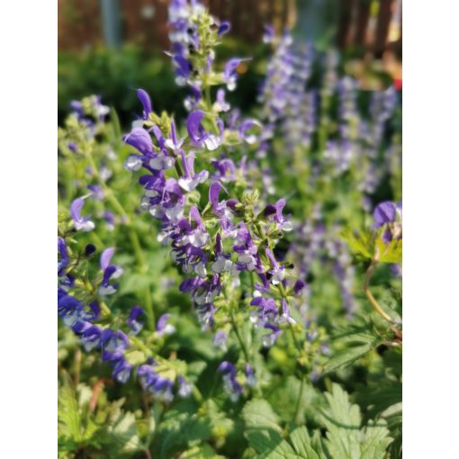 Salvia pratensis Azure Snow - Mezei zsálya