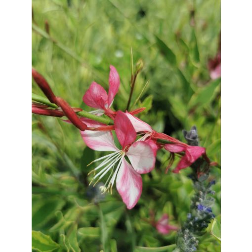 Gaura lindheimerii Variegata - Díszgyertya