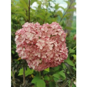 Hydrangea arborescens Magical Dark Pink - Cserjés hortenzia