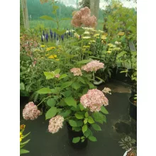 Hydrangea arborescens Magical Dark Pink - Cserjés hortenzia
