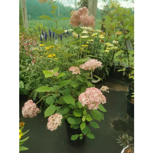 Hydrangea arborescens Magical Dark Pink - Cserjés hortenzia