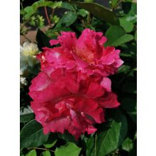 Rosa Mami - Teahibrid rózsa