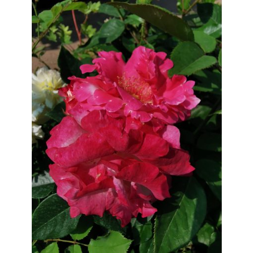 Rosa Mami - Teahibrid rózsa