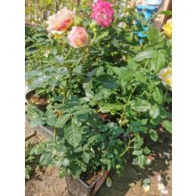 Rosa Mami - Teahibrid rózsa