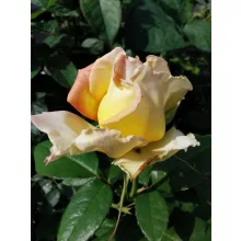 Rosa Peace - Teahibrid rózsa