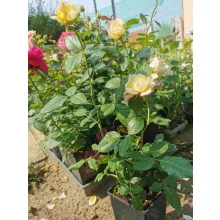Rosa Peace - Teahibrid rózsa
