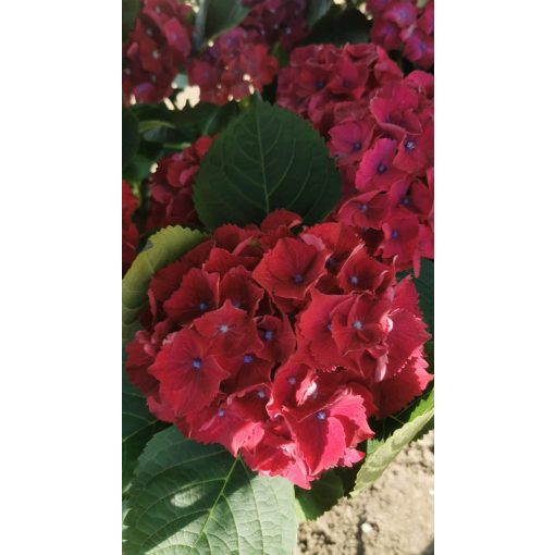 Hydrangea macrophylla Red - Kerti hortenzia