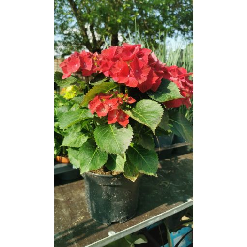 Hydrangea macrophylla Red - Kerti hortenzia
