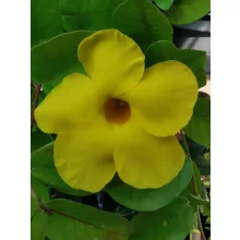 Dipladenia Yellow - Tölcsérjázmin