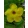 Dipladenia Yellow - Tölcsérjázmin